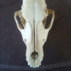 Meet your Posher, Paul